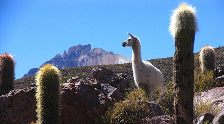 Bolivija z lamo. bolivija lama