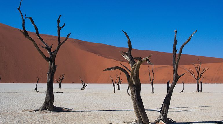namibija drevesa