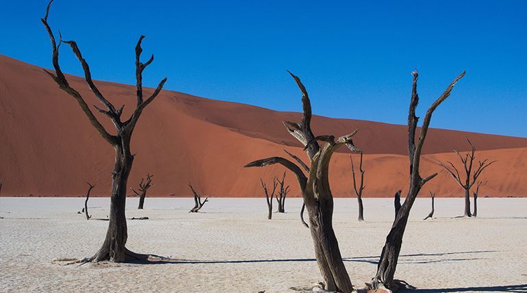 Namibija z znanimi drevesi. namibija drevesa